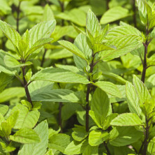 Menthe chocolat en jeunes plants racinés.