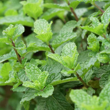 Menthe fraise en jeunes plants racinés.