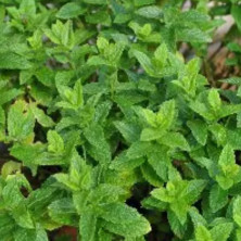 Menthe Marocaine en jeunes plants racinés.