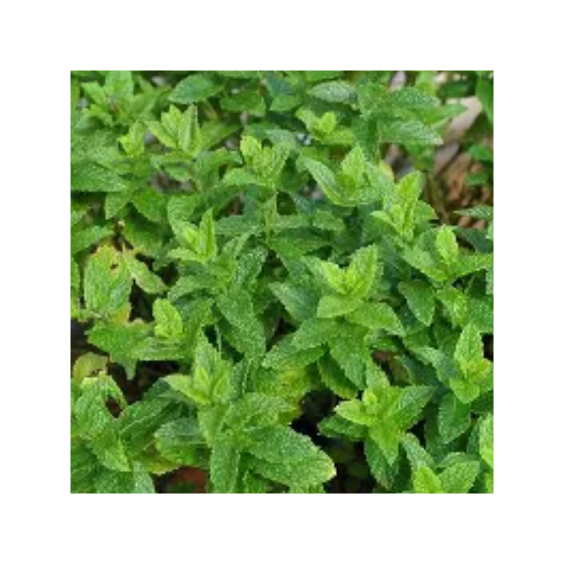 Menthe Marocaine x 3 Menthe Marocaine x 3