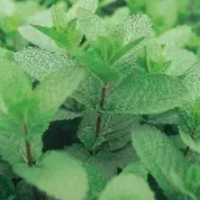 Menthe Mojito en jeunes plants racinés.