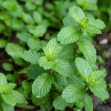 Menthe poivrée en jeunes plants racinés.