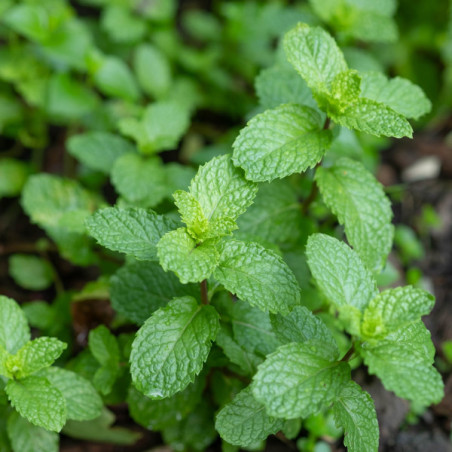 Menthe poivrée en jeunes plants racinés.