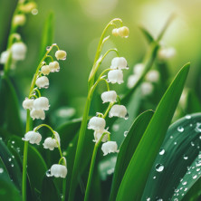 Lot de 5 griffes de Muguet