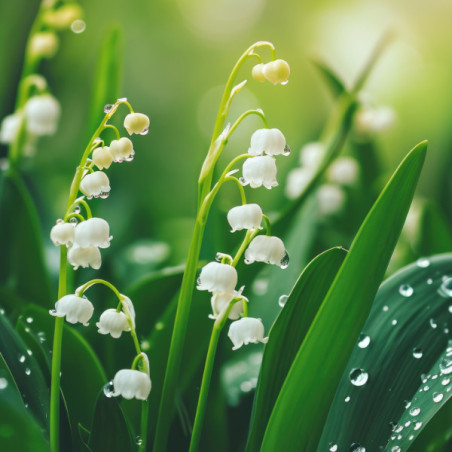 Lot de 5 griffes de Muguet