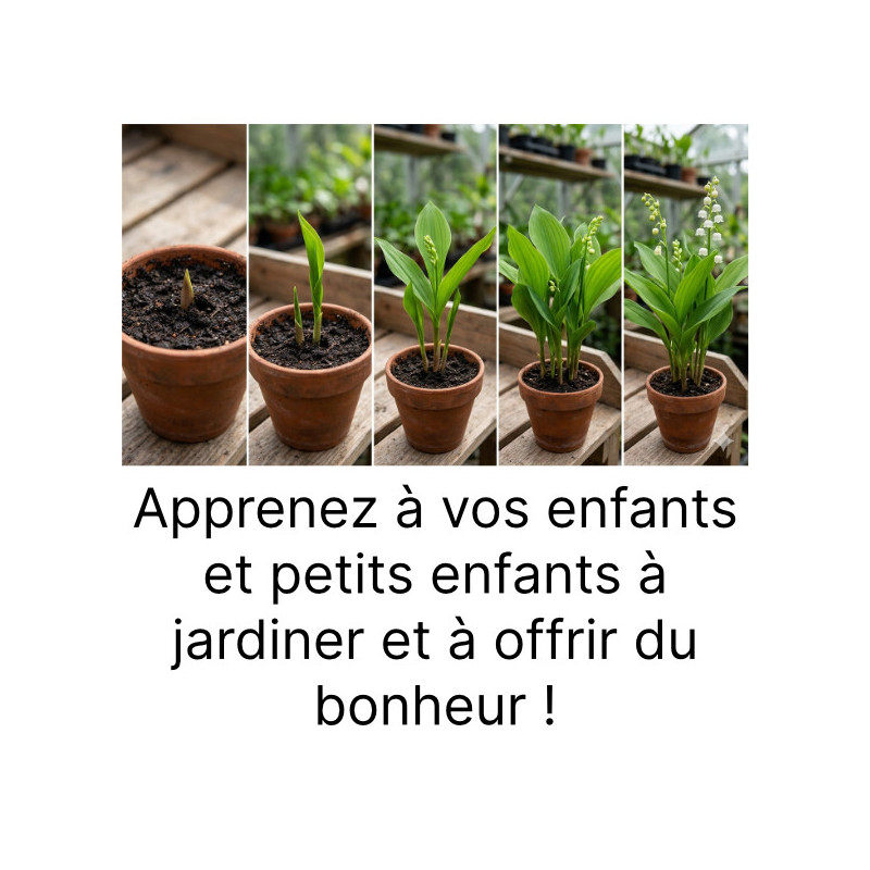 Lot de 5 griffes de Muguet Lot de 5 griffes de Muguet