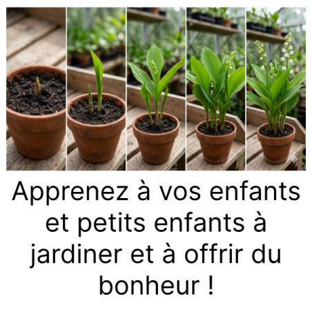 Lot de 5 griffes de Muguet