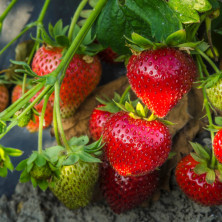 Magnum : de gros fruits fermes et généreux | Fraisiers de France 🍓