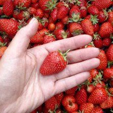 Fraisier Mariguette en racines nues.