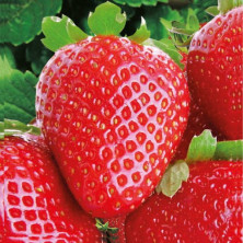 Fraisier remontant Ostara.