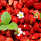 Panier Var. Anciennes
