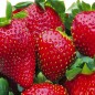 Panier Var. Anciennes