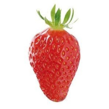 Fraisier remontant Gariguette.