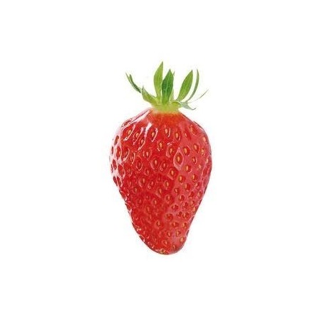 Fraisier remontant Gariguette.