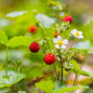 Panier Var. Anciennes