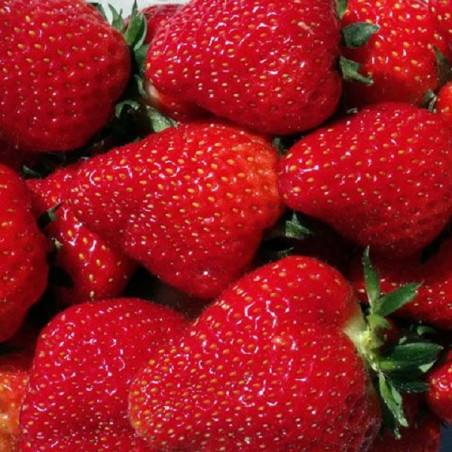Fraisier non remontant Cireine