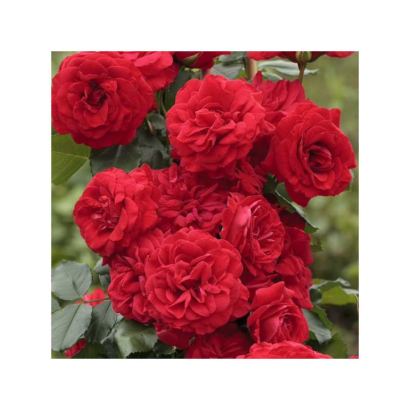 Negresco® (Grimpant)