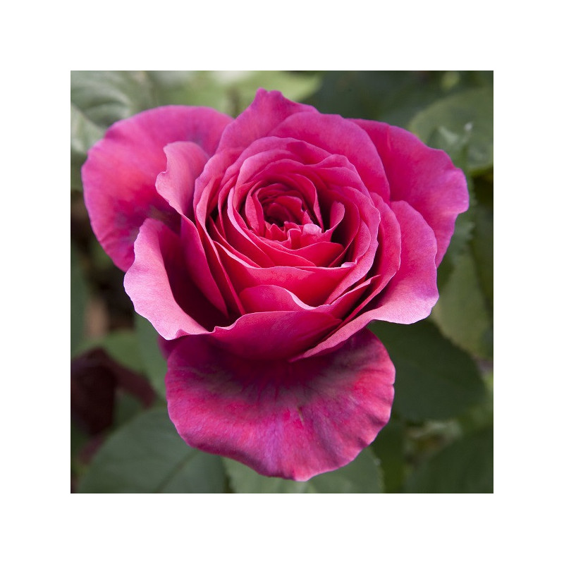 Charlotte Rampling®