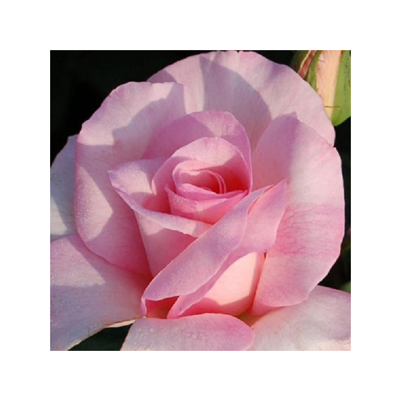 Rosier buisson ECONOMIQUE à grosses fleurs Diane de Poitiers en racines nues. Rosier buisson ECONOMIQUE à grosses fleurs Diane de Poitiers en racines nues.