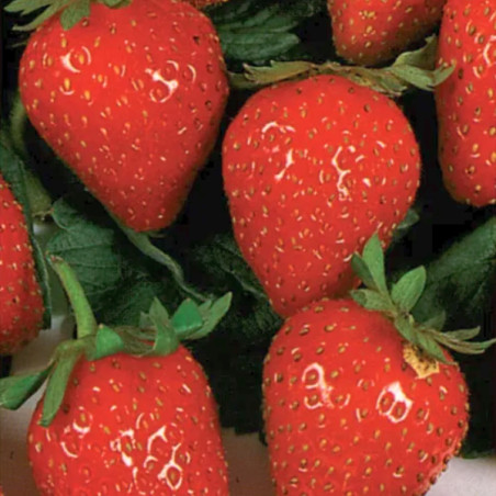 Plant de fraisier Cirano