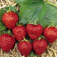 Fraisier remontant Mara des Bois.