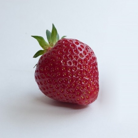 Fraisier non remontant Rubis des Jardins.