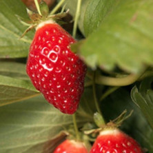 Fraisier remontant Cirafine.