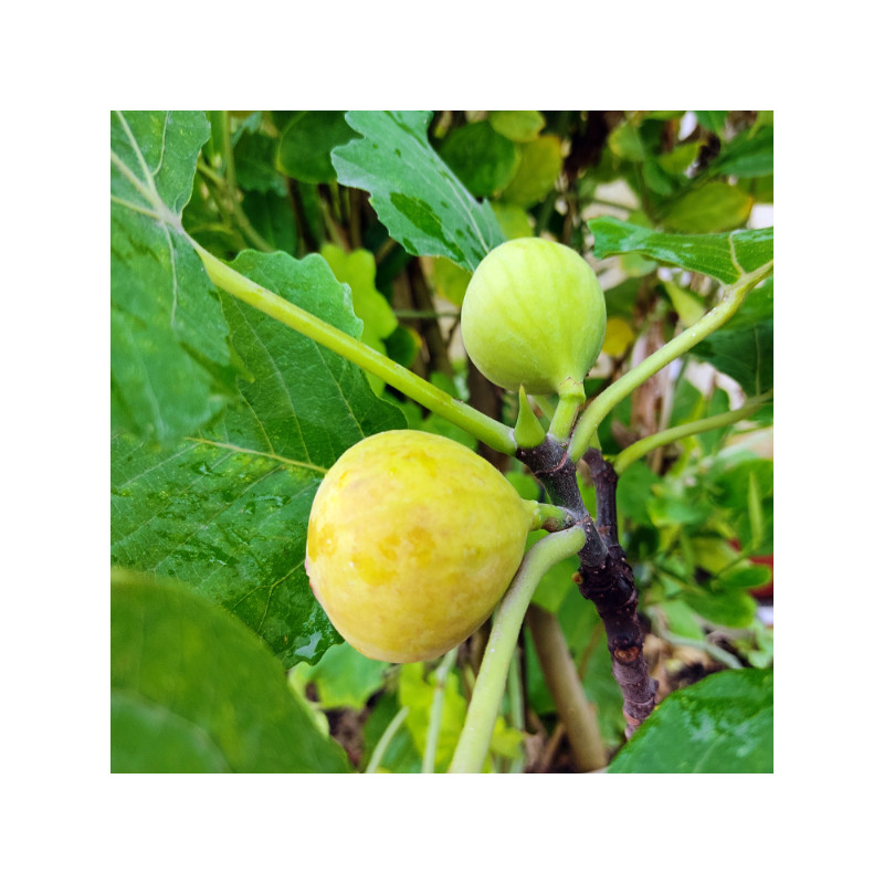 Figuier Goutte d'Or en racines nues.