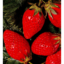 Fraisier non remontant Belrubi.