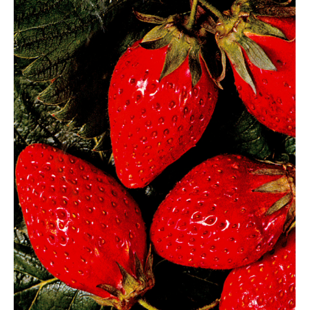 Fraisier non remontant Belrubi.