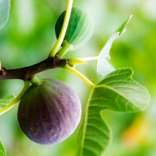 Figuei Grise de Saint Jean en racines nues.