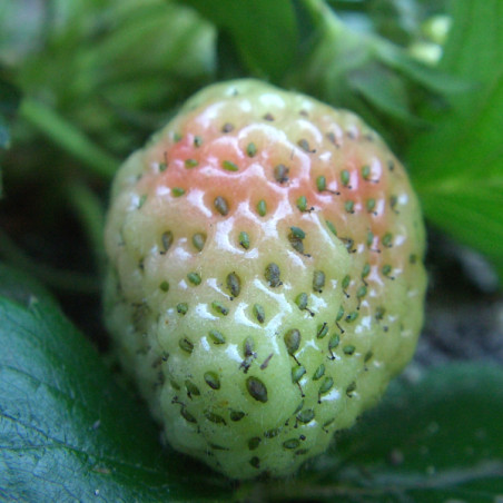 Fraisier non remontant Perla en racines nues