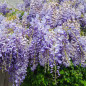 Glycine 'Bleu' Glycine 'Bleu'