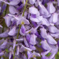 Glycine 'Bleu' Glycine 'Bleu'