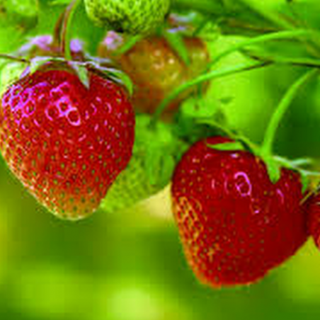Fraisier non remontant Gorella.