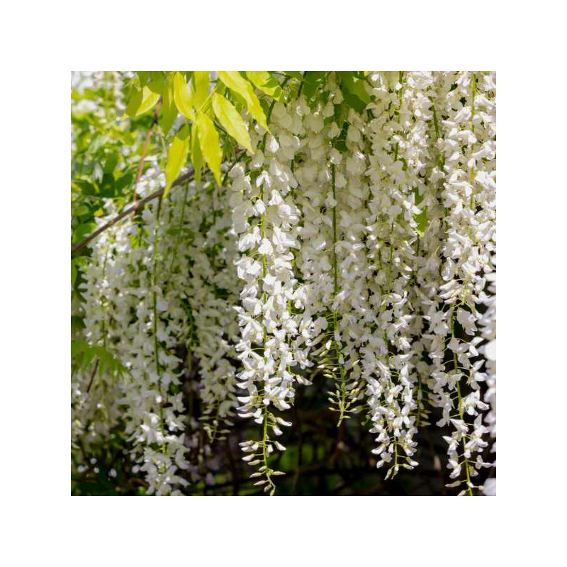Glycine 'Alba' Glycine 'Alba'