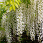 Glycine 'Alba' Glycine 'Alba'