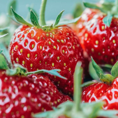 Fraisier remontant Anabelle en racines nues.