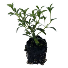 Sarriette en motte racinée de 3 cm