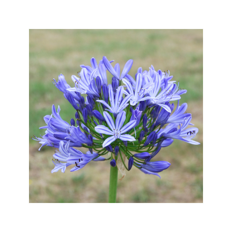 Agapanthe Bleu