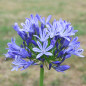 Agapanthe Bleu