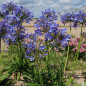 Agapanthe Bleu
