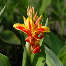 Canna Reine Charlotte en rhizome