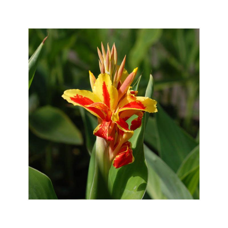 Canna Reine Charlotte