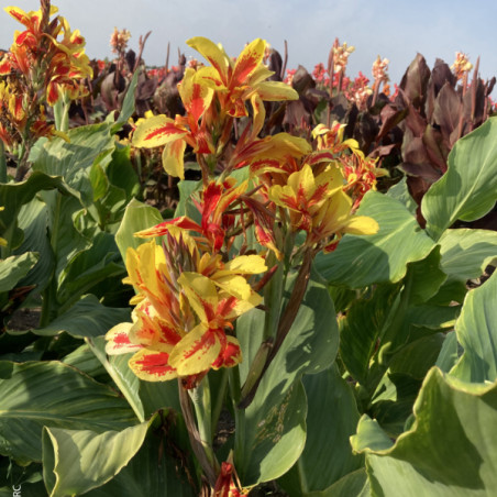 Canna Reine Charlotte