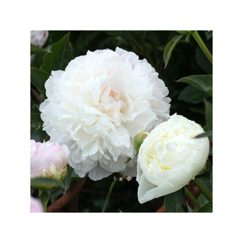Pivoine D. Nemours