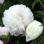 Pivoine D. Nemours
