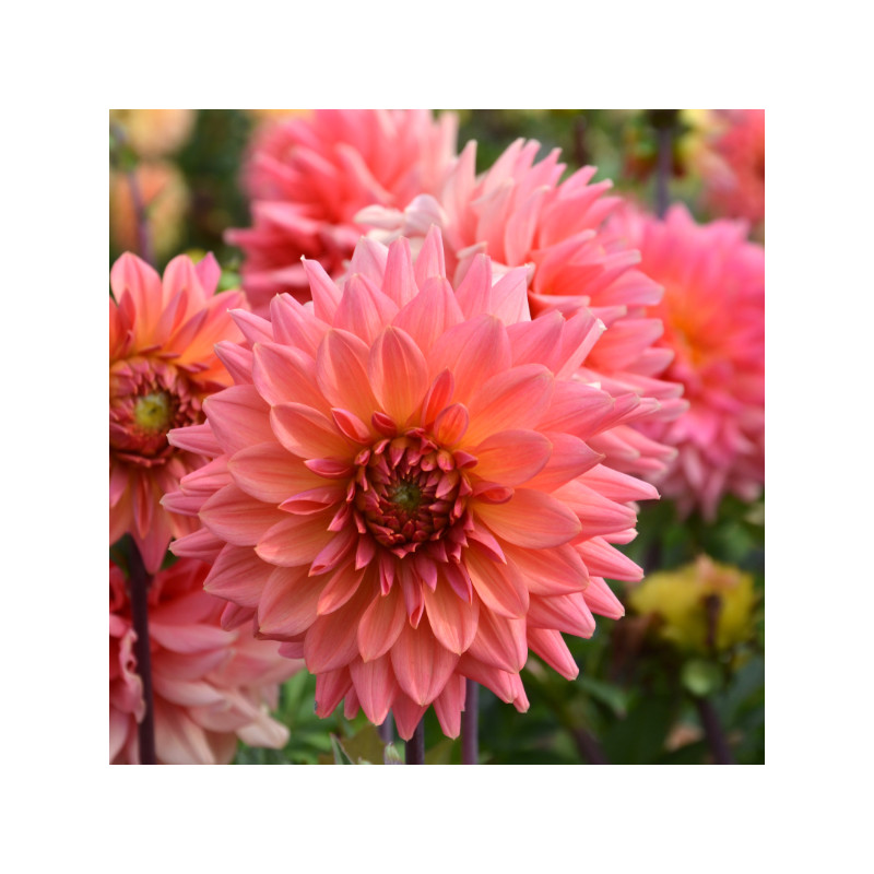 Dahlia Namibia