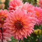 Dahlia Namibia