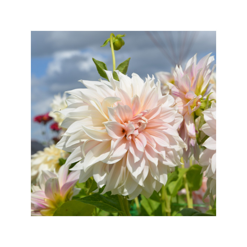 Dahlia Café au Lait Dahlia Café au Lait